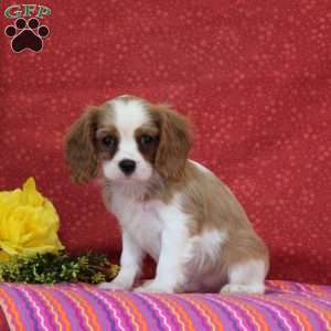 Orange, Cavalier King Charles Spaniel Puppy